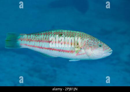 Die Riesenraße, Thalassoma purpureum, ist auch bekannt als die grün blockierte Rasse, die lila Rasse oder die rot-grüne Rasse, Rarotonga, Cook Islands, so Stockfoto