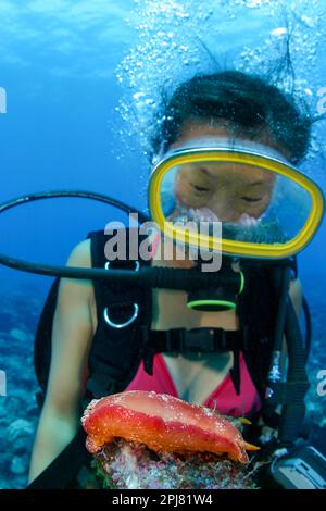 Taucher- (MR) und Riffszene mit einer spanischen Tänzerin, Hexabranchus sanguineus, Rarotonga, Cook Islands, Südpazifik. Stockfoto