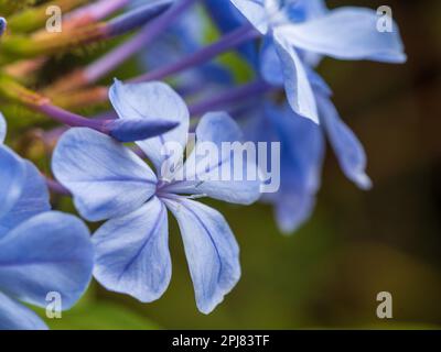 Devine Blue Plumbago Blumen und Knospen in Blüte, Nahaufnahme, Australian Cottage Küstengarten Stockfoto