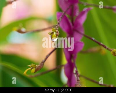 Zierpflanze Ingwerpflanze Globba Red Dragon, eine gelbe Blütenknospe in einem glitzernden Wassertropfen, tiefe rosa Armbänder und grüne Blätter im Hintergrund Stockfoto