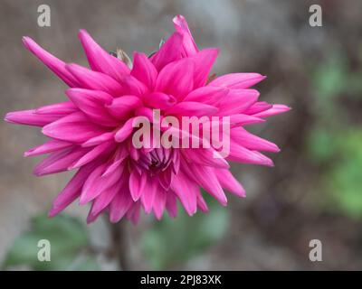 Dunkelrosa Dahlienblume Nahaufnahme, vorne leicht nach unten gerichtet, spitze Blütenblätter, australischer Garten Stockfoto