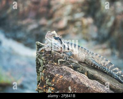 Wasserdrache, australische Eidechse auf Eis Stockfoto