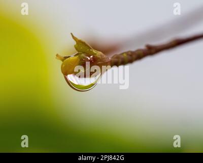 Zierpflanze „Globba Red Dragon“, eine gelbe Blütenknospe, die von einem glänzenden Wassertropfen bedeckt ist Stockfoto