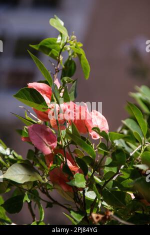 Bougainvillea spectabilis in einem Garten in Rio de Janeiro, Brasilien. Stockfoto