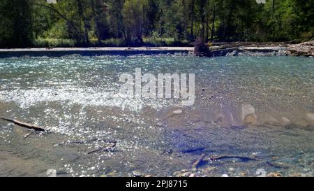 Winziger, klarer, kalter Fluss mit Kieselfelsen in den Arkhyz Bergen - Foto der Natur Stockfoto