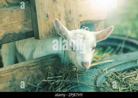 Ziegenbaby auf dem Bauernhof. Nahaufnahme. Hochwertiges Foto Stockfoto