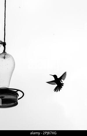 Fliegender Kolibri, der versucht, Wasser in Kolumbien zu bekommen Stockfoto