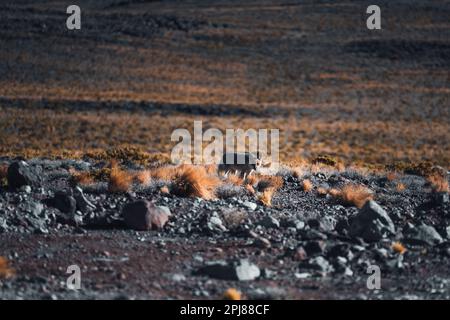 Fuchstier vor den vulkanischen Bergen in San Pedro de Atacama Chile Stockfoto