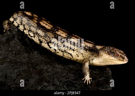 Blauzungenskink (Tiliqua nigrolutea) Lowland Stockfoto