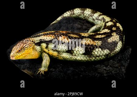 Blauflochender Skink (Tiliqua nigrolutea) Tasmanien Stockfoto