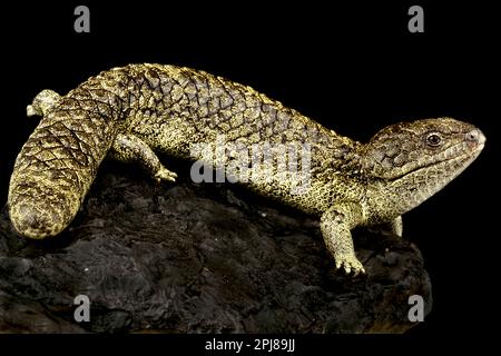 Rottnest Shingleback Skink (Tiliqua rugosa konowi) Stockfoto