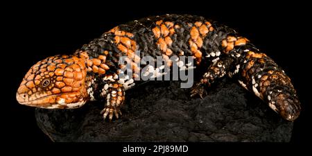 Shingleback Skink (Tiliqua Rugosa Rugosa) Stockfoto