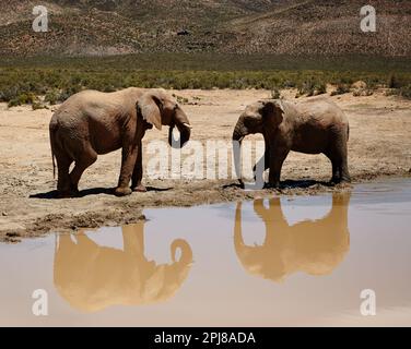 Zwei Riesen am Wasserloch. Elefanten auf den Ebenen Afrikas. Stockfoto