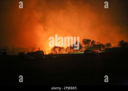 La Belga Baja, Asturien, Spanien. 31. März 2023. La Belga Baja, SPANIEN: Bei mehr als hundert Bränden in Asturien am 31. März 2023, in La Belga Baja, Spanien, greift ein Feuer auf das Land ein. (Kreditbild: © Alberto Brevers/Pacific Press via ZUMA Press Wire) NUR ZUR REDAKTIONELLEN VERWENDUNG! Nicht für den kommerziellen GEBRAUCH! Stockfoto