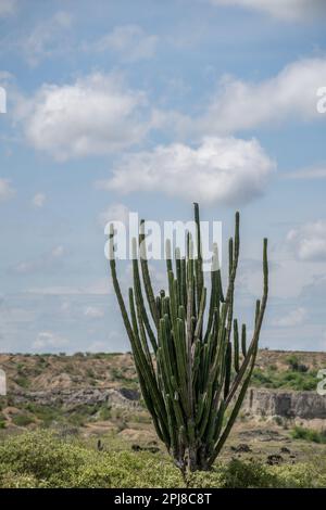 Extremes Klima und Kakteen in der Tatacoa-Roten Wüste Kolumbien Villavieja Stockfoto