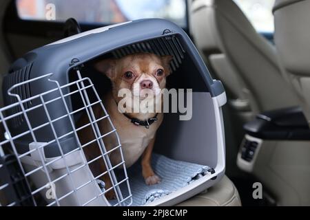 Kleine Chihuahua im Haustiertransporter im Auto Stockfoto