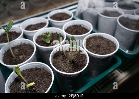 Junge Gurkenpflanzen, die im Frühling auf dem Fensterbrett wachsen Stockfoto