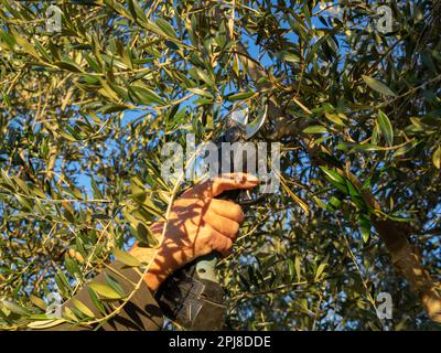 Die Hand eines Mannes mit einer elektrischen Schere schneidet den Olivenbaum. Landwirtschaftskonzept. Stockfoto