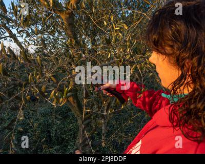 Eine Frau in Rot schneidet einen Olivenbaum mit einer elektrischen Schere. Landwirtschaftskonzept. Stockfoto