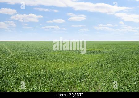 Schönes landwirtschaftliches Feld mit reifender Getreideernte unter blauem Himmel Stockfoto