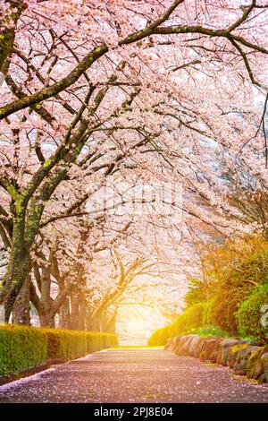 Oyama, Shizuoka, Japan im Frühling. Stockfoto