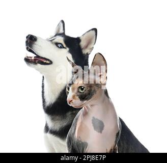 Niedliche Katze und Hund auf weißem Hintergrund. Süße Freunde Stockfoto