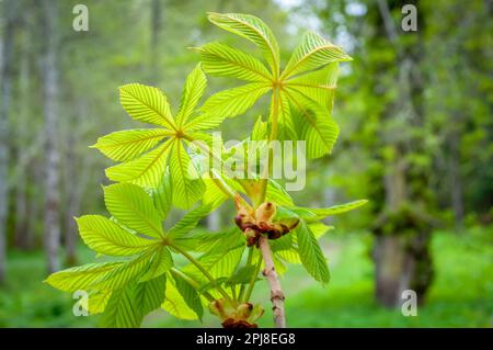 Ein Ast eines Kastanienbaums (Aesculus hippocastanum). Fünf-Finger-Rosskastanienblätter frisch im Frühling. Stockfoto