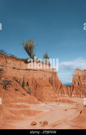 Extremes Klima und Kakteen in der Tatacoa-Roten Wüste Kolumbien Villavieja Stockfoto