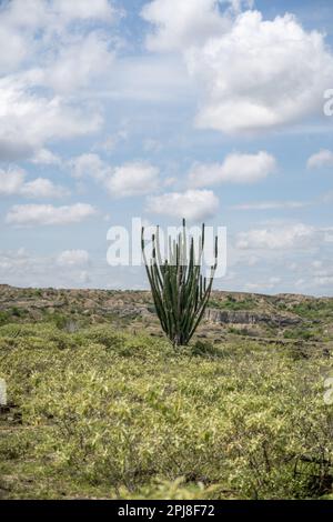 Extremes Klima und Kakteen in der Tatacoa-Roten Wüste Kolumbien Villavieja Stockfoto