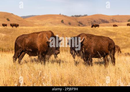 Buffalo/Bison on the Prairie im Custer State Park, Black Hills, South Dakota, Vereinigte Staaten von Amerika Stockfoto