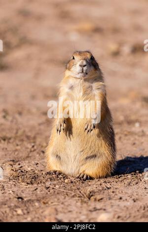 Präriehunde im Badlands-Nationalpark, South Dakota, Vereinigte Staaten von Amerika Stockfoto