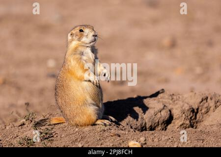 Präriehunde im Badlands-Nationalpark, South Dakota, Vereinigte Staaten von Amerika Stockfoto