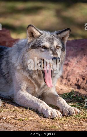 Timber Wolf of Black Hills National Forest, South Dakota, Vereinigte Staaten von Amerika Stockfoto