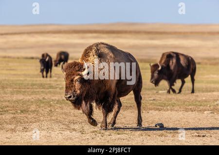 Buffalo / Bison of Badlands National Park, South Dakota, Vereinigte Staaten von Amerika Stockfoto