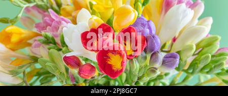 Bannerkopf horizontal. Frische und farbenfrohe Freesia Flowers vor grüner Kulisse. Konzept der Frühlingssaison. Stockfoto