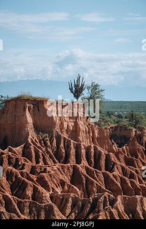 Extremes Klima und Kakteen in der Tatacoa-Roten Wüste Kolumbien Villavieja Stockfoto