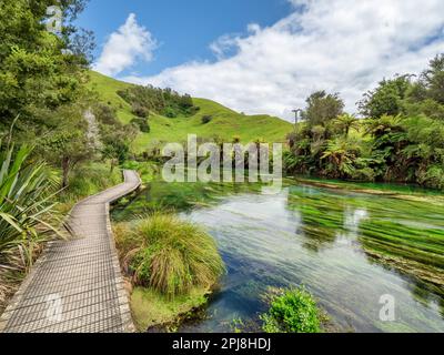 Teil des Te Waihou Walkway in the Blue Spring, Te Puna, Gebiet der Waikato Region, Neuseeland. Stockfoto