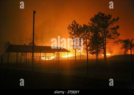 Asturias, La Belga Baja, Spanien. 31. März 2023. Ein Waldbrand breitet sich aus, wenn mehr als hundert Brände in Asturien, in La Belga Baja, Spanien, brennen. Die meisten Brandstiftungen wurden vermutlich von Brandstiftern ausgelöst, die der Führer der Region „Feuerterroristen“ nannte. Über 600 Feuerwehrleute wurden eingesetzt, um die Brandstiftungen zu bekämpfen, und mehrere Städte wurden evakuiert, da die Polizei Straßen und Autobahnen gesperrt hatte. (Kreditbild: © Alberto Brevers/Pacific Press via ZUMA Press Wire) NUR ZUR REDAKTIONELLEN VERWENDUNG! Nicht für den kommerziellen GEBRAUCH! Stockfoto