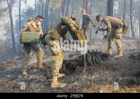 Asturias, La Belga Baja, Spanien. 31. März 2023. Soldaten gießen Wasser auf einen schwelenden Baumstumpf, während sie gegen eines der über 100 Feuer kämpfen, die in Asturien brennen. Die meisten Brandstiftungen wurden vermutlich von Brandstiftern ausgelöst, die der Führer der Region „Feuerterroristen“ nannte. Über 600 Feuerwehrleute wurden eingesetzt, um die Brandstiftungen zu bekämpfen, und mehrere Städte wurden evakuiert, da die Polizei Straßen und Autobahnen gesperrt hatte. (Kreditbild: © Alberto Brevers/Pacific Press via ZUMA Press Wire) NUR ZUR REDAKTIONELLEN VERWENDUNG! Nicht für den kommerziellen GEBRAUCH! Stockfoto