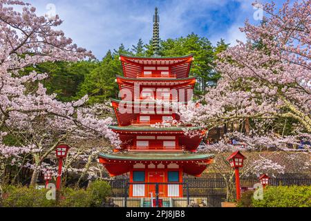 Fujiyoshida, Japan in der Chureito Pagode in Arakurayama Sengen Park im Frühling kirschblüten Saison. Stockfoto