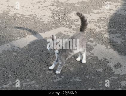 Verängstigte junge graue Katze mit Halsband am Hals Stockfoto