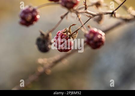 Rubus brüllt an einem Ast Stockfoto