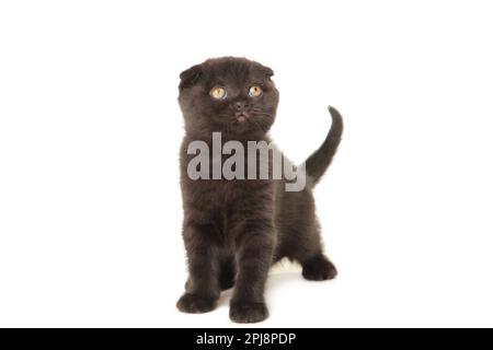 Schwarzes britisches Kurzhaarkätzchen isoliert auf weißem Hintergrund. Stockfoto