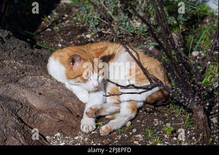 Die Hauskatze ist ein kleines fleischfressendes Säugetier der Familie Felidae. Die Katze ist im Wesentlichen gebietsbezogen und krepuskulär Stockfoto