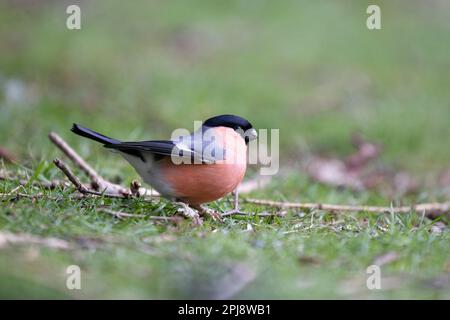 Männlicher Eurasian Bullfinch (Pyrrhula pyrrhula) mit schuppigen Beinen auf dem Boden – Yorkshire, Großbritannien (März 2023) Stockfoto