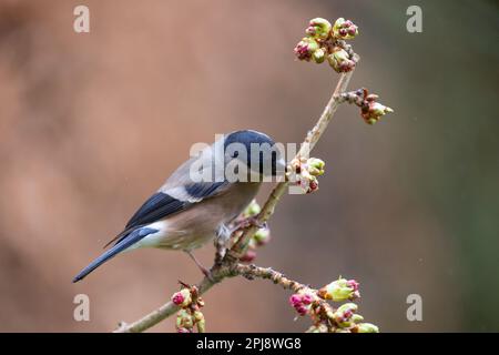 Adulte weibliche Eurasian Bullfinch (Pyrrhula pyrrhula) beim Füttern von Knospen – Yorkshire, Großbritannien (März 2022) Stockfoto