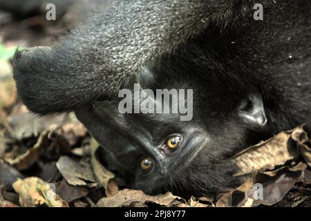 Ein Sulawesi-Schwarzkammmakaken (Macaca nigra) wird fotografiert, da er auf dem Waldboden im Naturschutzgebiet Tangkoko, North Sulawesi, Indonesien liegt. Klimawandel und Krankheiten stellen neue Bedrohungen für Primaten dar, Laut einem Wissenschaftlerteam unter Leitung von Miriam Plaza Pinto (Departamento de Ecologia, Centro de Biociências, Universidade Federal do Rio Grande do Norte, Natal, RN, Brasilien) in ihrem wissenschaftlichen Bericht über die Natur, der im Januar 2023 veröffentlicht wurde, haben etwa ein Viertel der Primaten Temperaturen über historische Temperaturen. Stockfoto