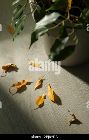 Heruntergefallene gelbe Blätter auf dem Boden in der Nähe von Hauspflanzen in Innenräumen Stockfoto