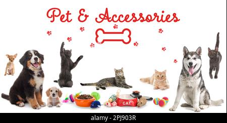 Werbebanner-Design für die Tierhandlung. Süße Hunde, Katzen und verschiedene Accessoires auf weißem Hintergrund Stockfoto