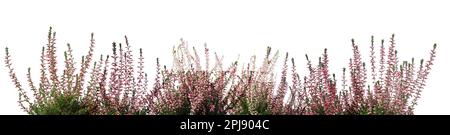 Heidekraut mit wunderschönen Blumen auf weißem Hintergrund. Bannerdesign Stockfoto